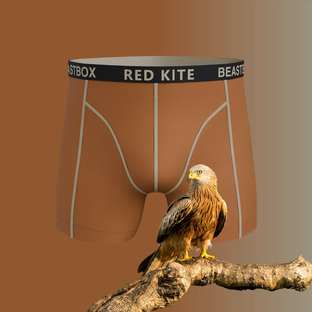 Red Kite