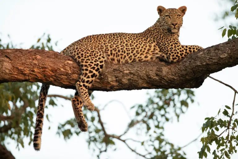 Leopard in boom